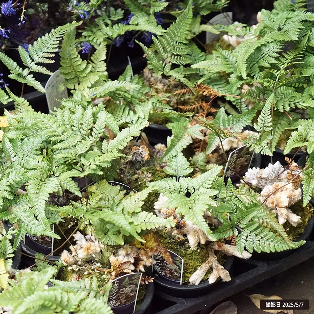 シダ シノブ石化 苗 販売 苗木部 By 花ひろばオンライン