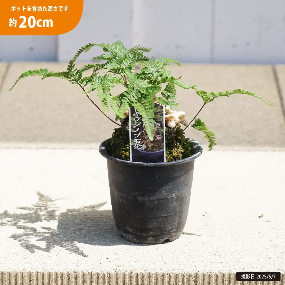 シダ シノブ石化 苗 販売 苗木部 By 花ひろばオンライン