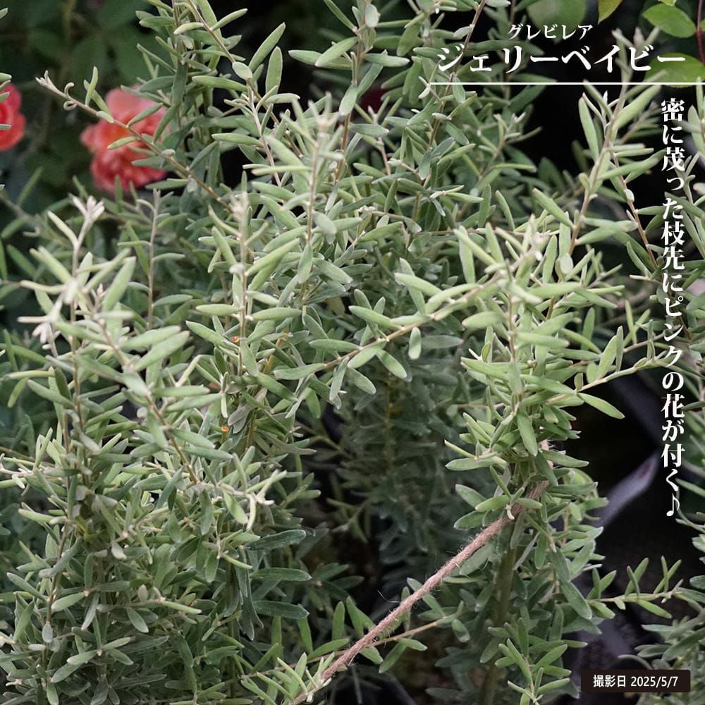 グレビレア ロンギスティーラ エレガンス 苗 販売 苗木部 By 花ひろば
