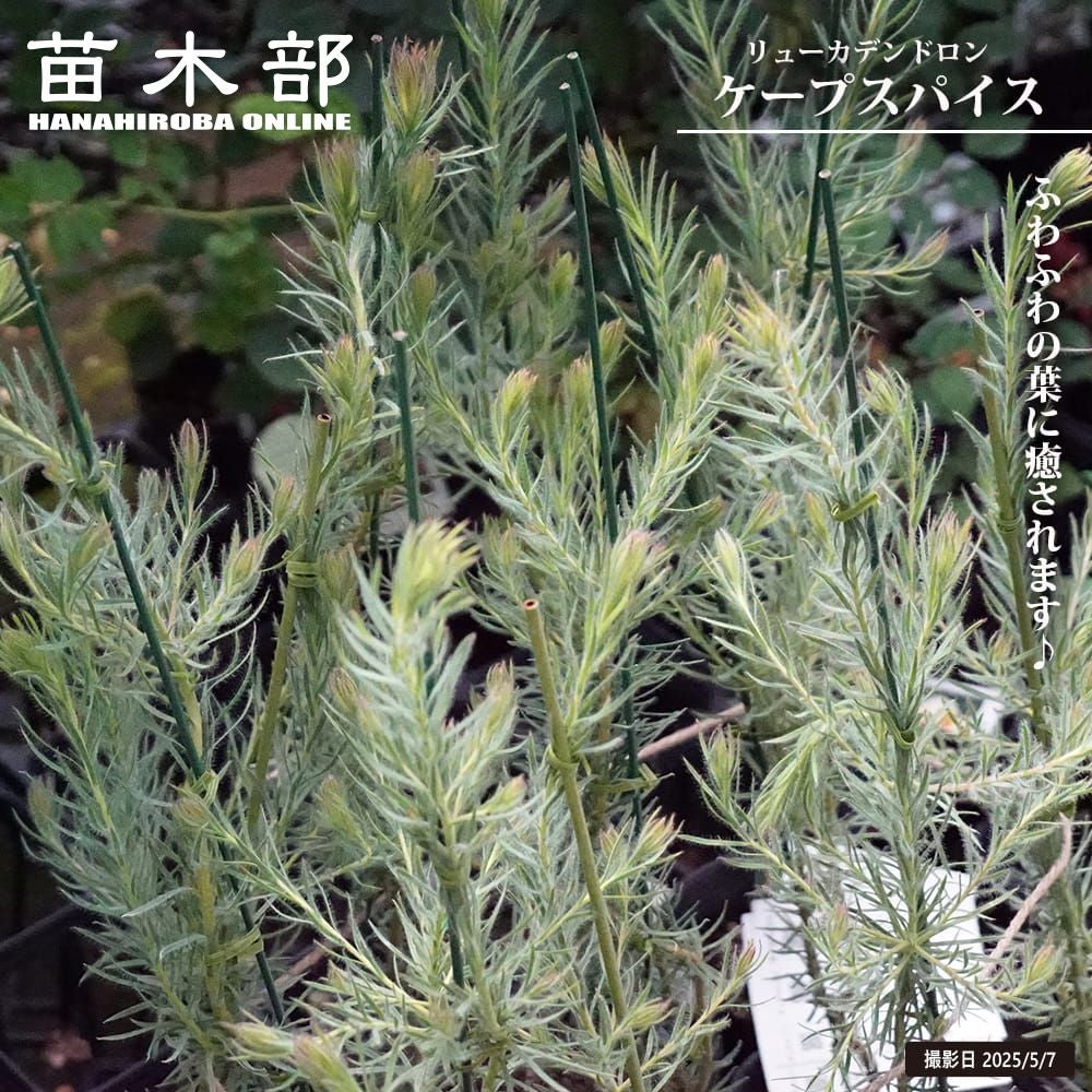 グレビレア “ラナマリー” 低木 庭木 常緑樹