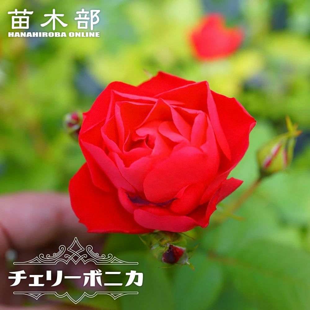 000000030637-01.jpg?size=l&w=