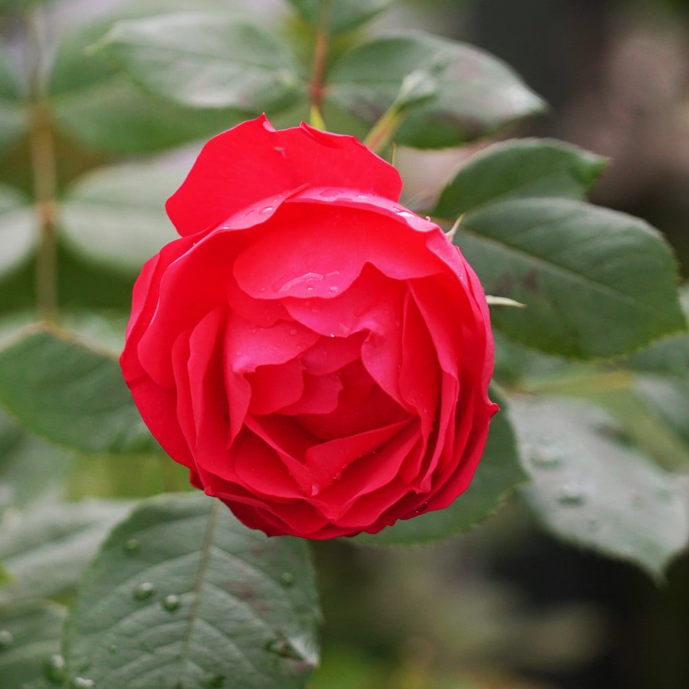 バラ チェリーボニカ 苗 販売 苗木部 By 花ひろばオンライン