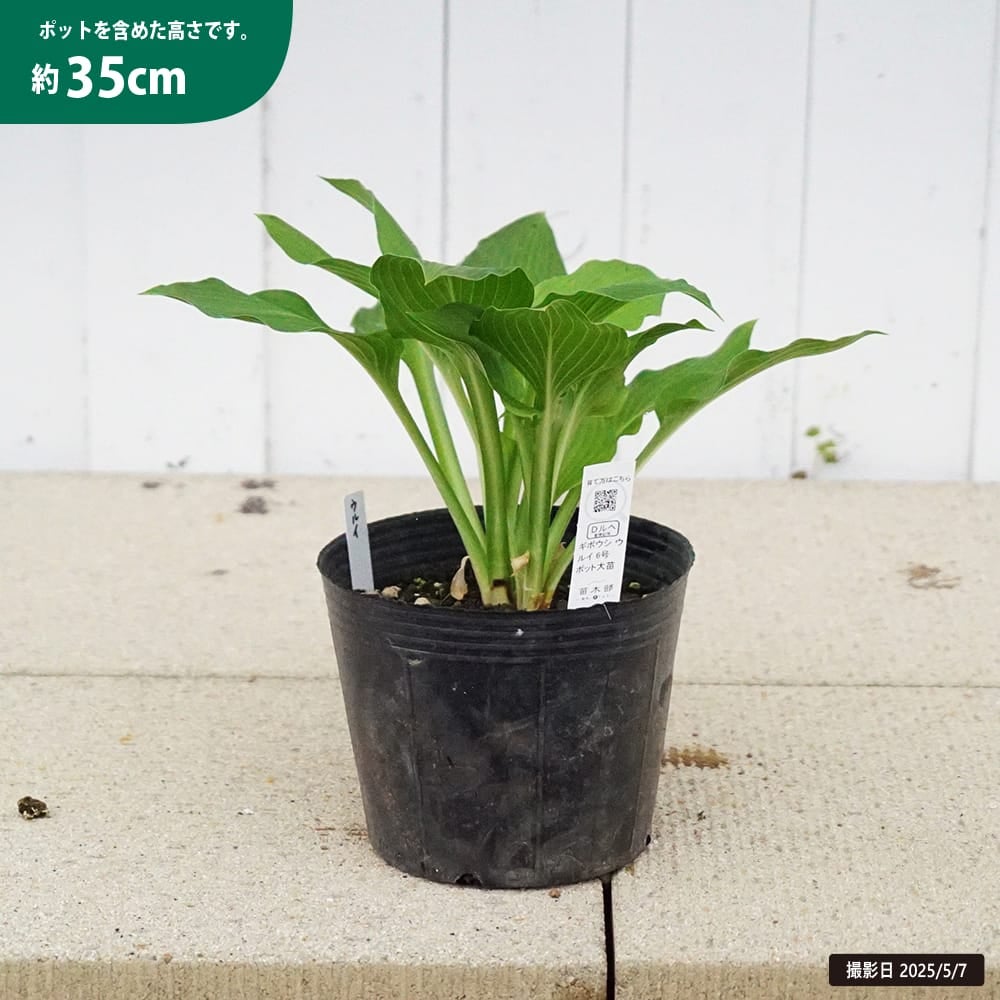 ホスタ ギボウシ ウルイ 苗 販売 苗木部 By 花ひろばオンライン