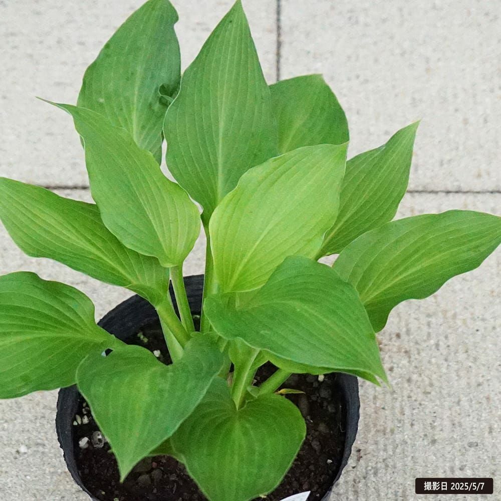 ホスタ ギボウシ ウルイ 苗 販売 苗木部 By 花ひろばオンライン