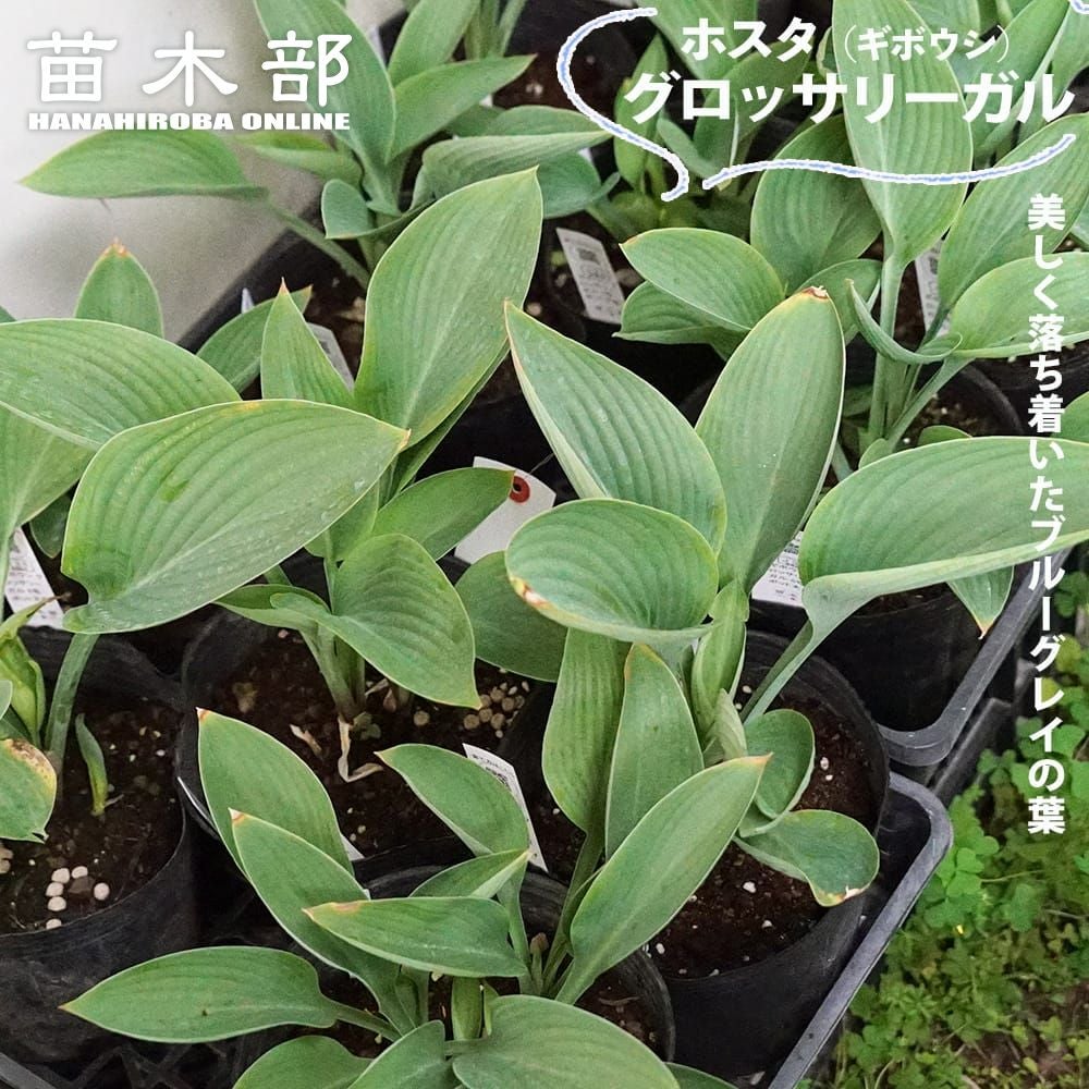 万年青（オモト） 苗 通販 苗木部 By 花ひろばオンライン