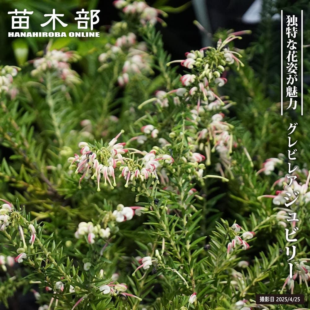 色鮮やかな花や個性的な形の南半球プランツの通販 花ひろばオンライン