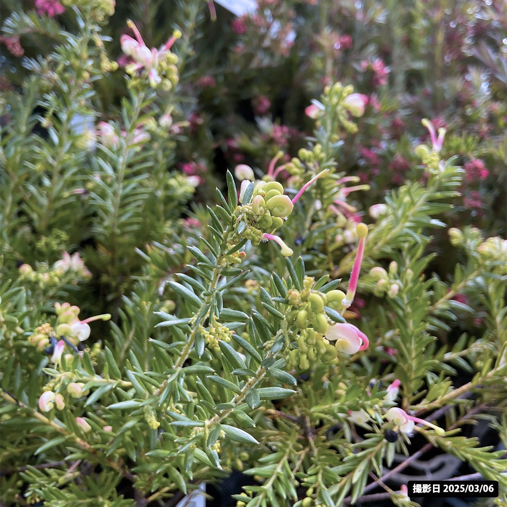 グレビレア ジュビリー 苗 通販 苗木部 By 花ひろばオンライン