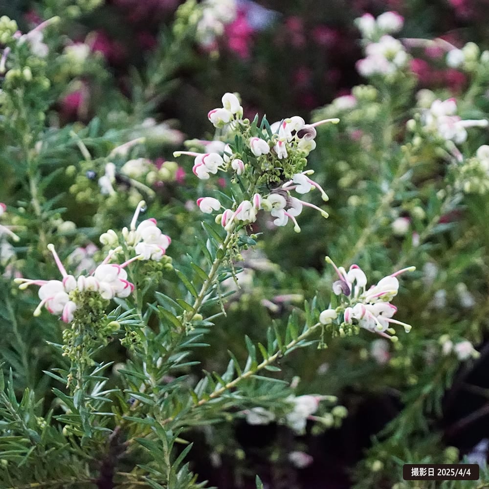 グレビレア ジュビリー 苗 通販 苗木部 By 花ひろばオンライン