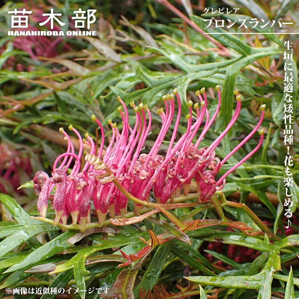 グレビレア “ラナマリー” 低木 庭木 常緑樹