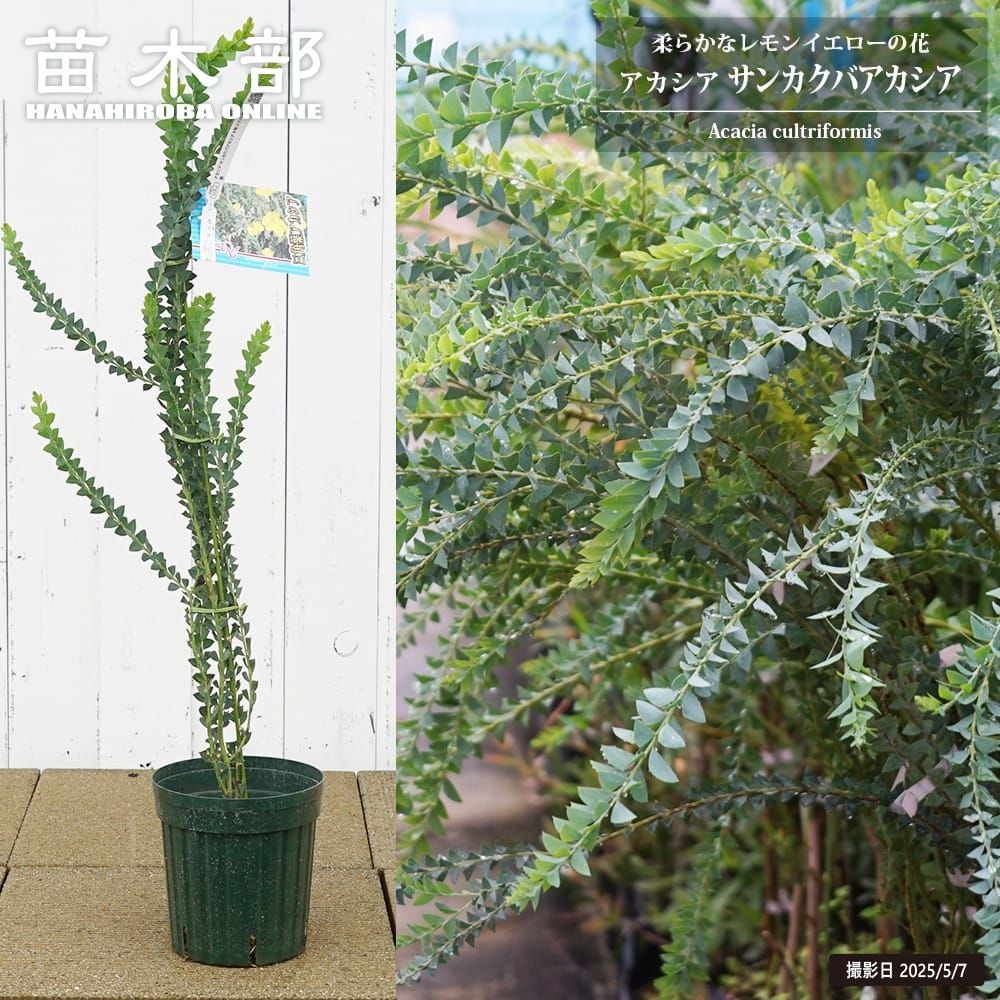 000000130781-01.jpg?size=l&w=