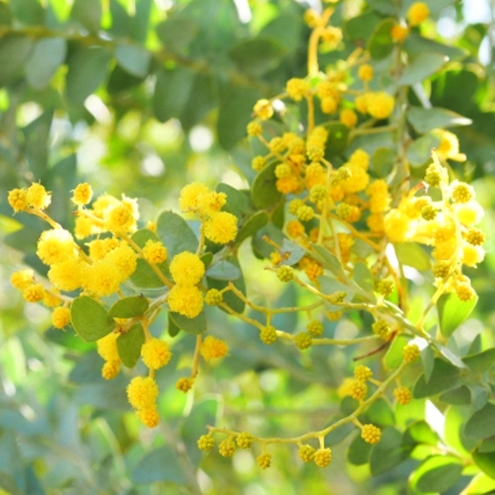 アカシア サンカクバアカシア 苗 育て方 苗木部 By 花ひろばオンライン