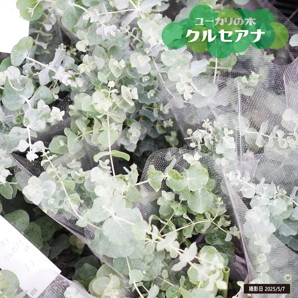 ユーカリ｜ドライフラワー向けの花｜苗木部 本店｜花ひろばオンライン