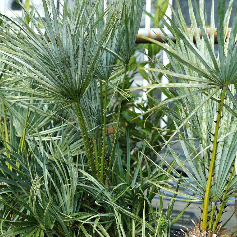 ヤシ チャメロプス フミリス 苗 おすすめ 苗木部 By 花ひろばオンライン