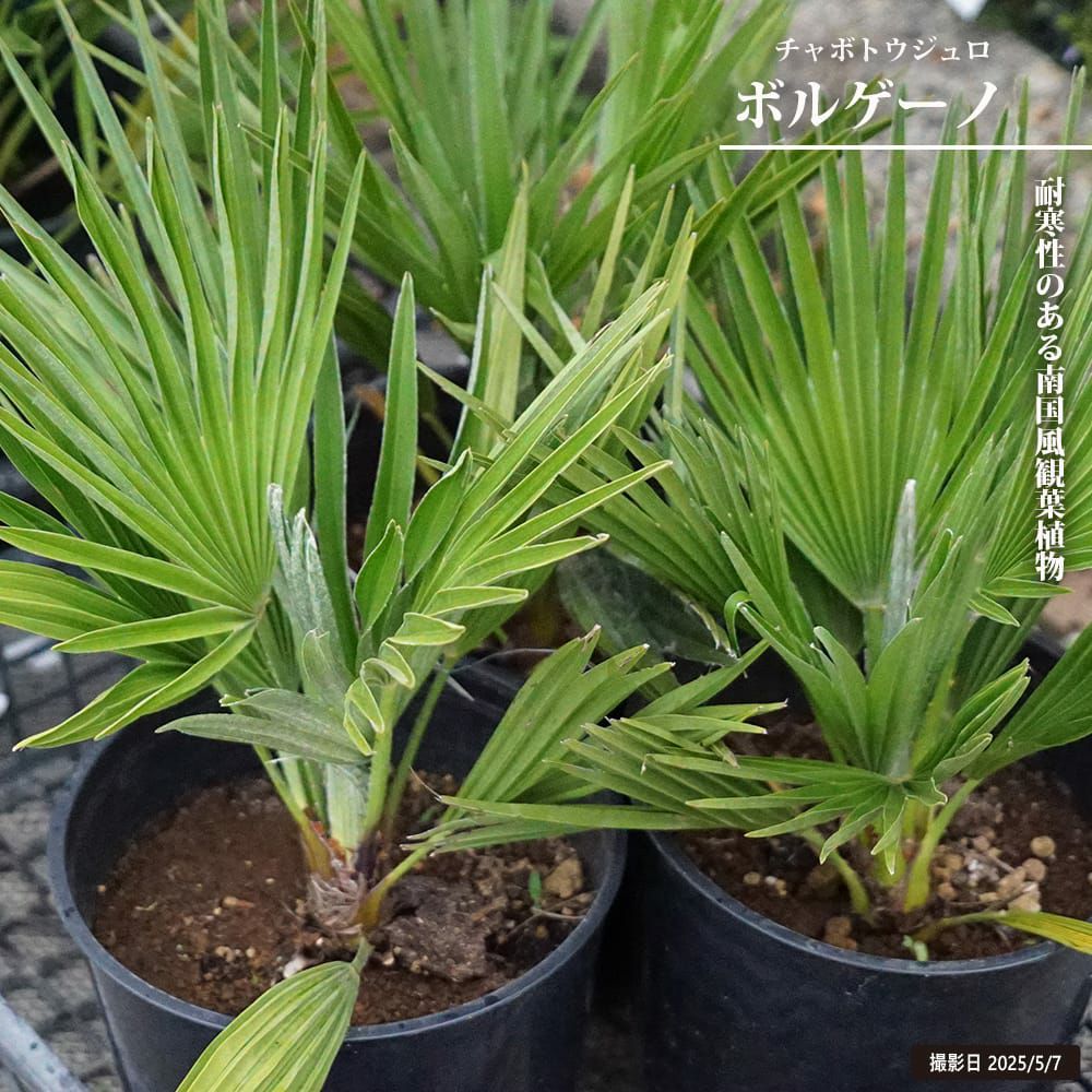 000000130787-01.jpg?size=l&w=