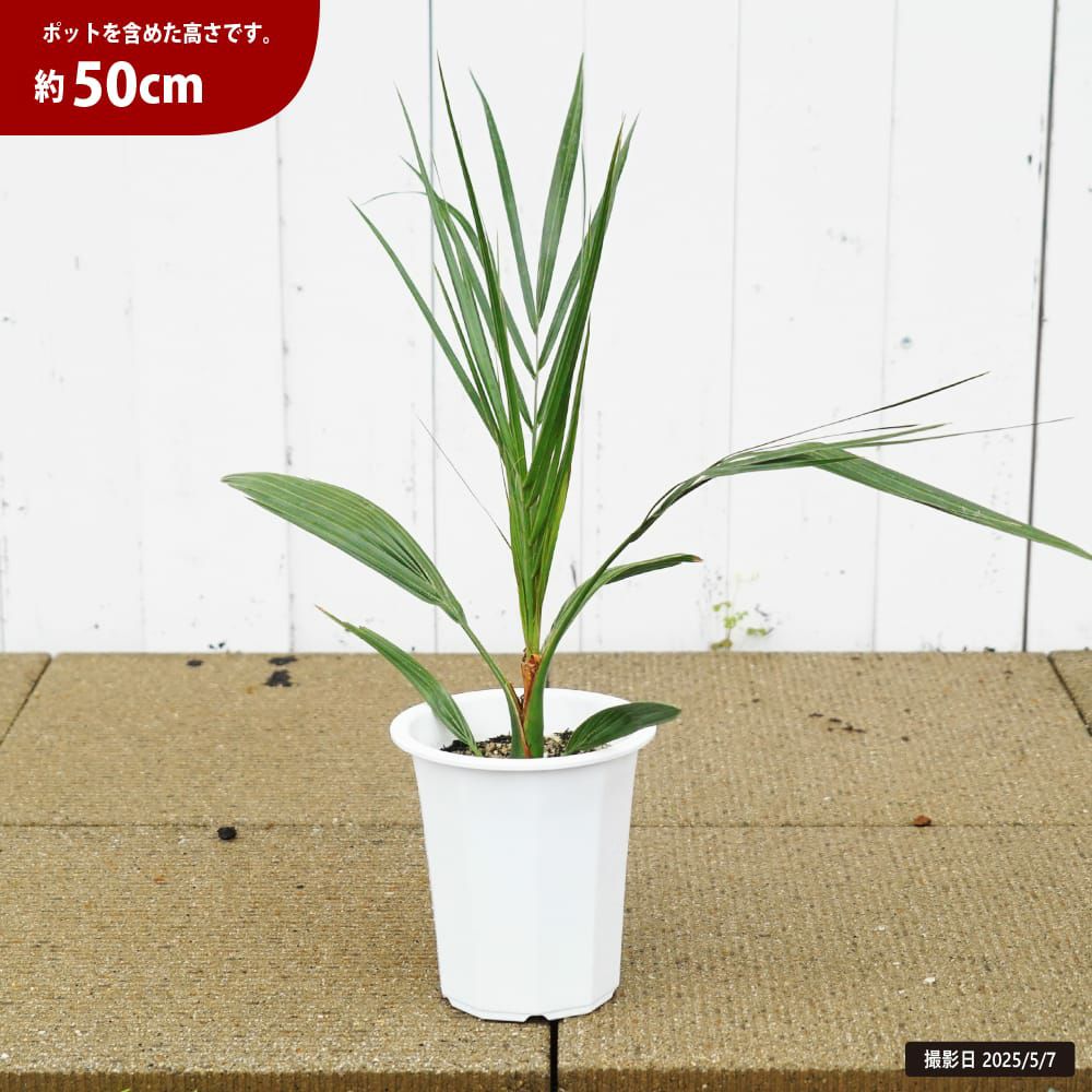 ヤシ カナリーヤシ 苗 通販 苗木部 By 花ひろばオンライン