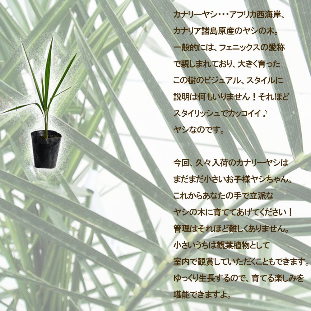 ヤシ カナリーヤシ 苗 通販 苗木部 By 花ひろばオンライン