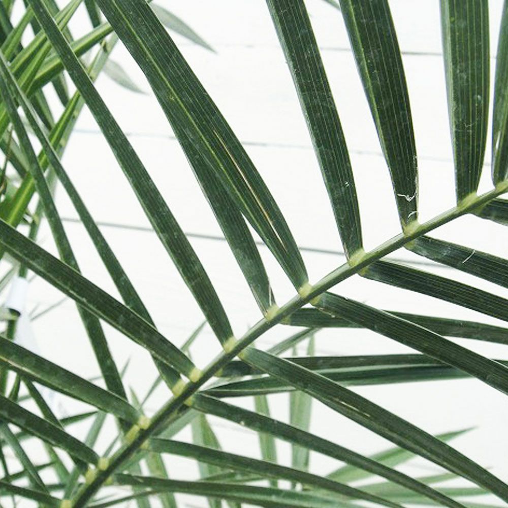 ヤシ カナリーヤシ 苗 通販 苗木部 By 花ひろばオンライン