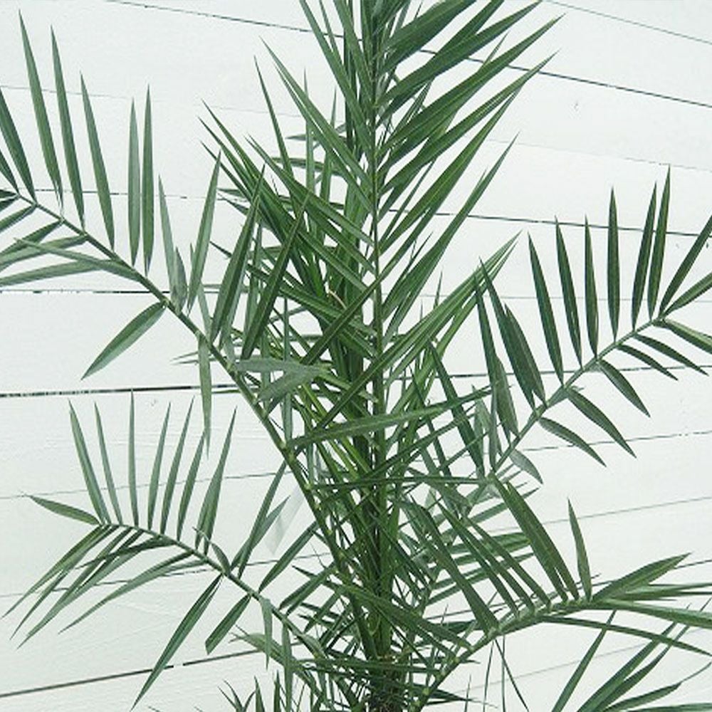 ヤシ カナリーヤシ 苗 おすすめ 苗木部 By 花ひろばオンライン