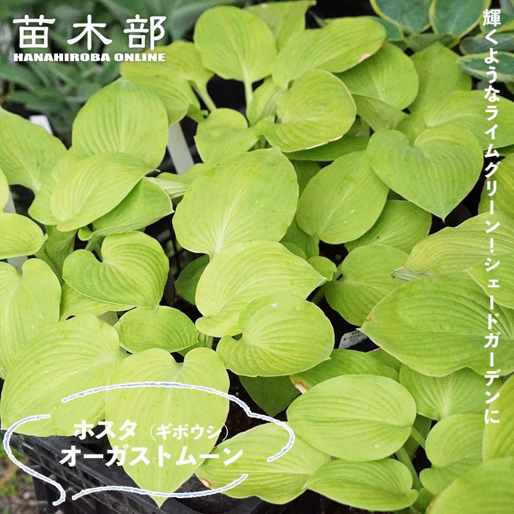 ホスタ ギボウシ レインフォレストサンライズ 苗 販売 苗木部 By 花