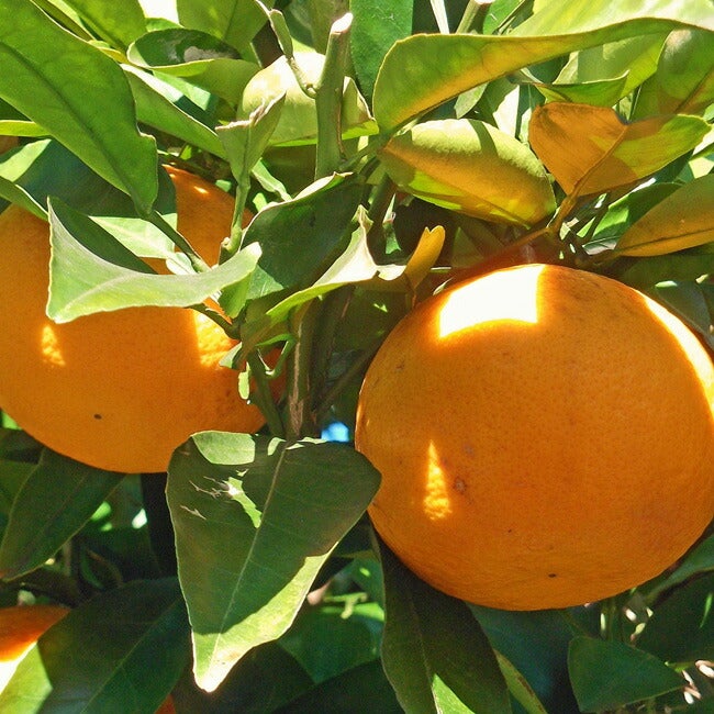 000000030928-02.jpg?size=l&w=