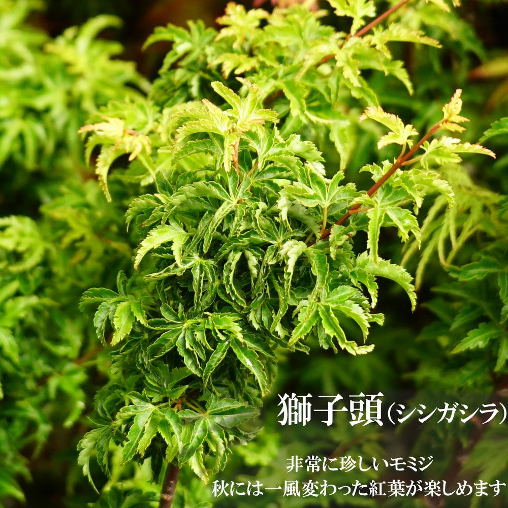 000000030944-01.jpg?size=l&w=