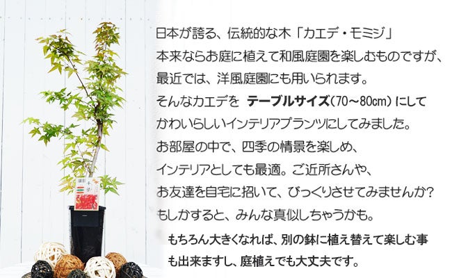 カエデ・もみじ イロハモミジ系 獅子頭 苗 販売 苗木部 By 花ひろば