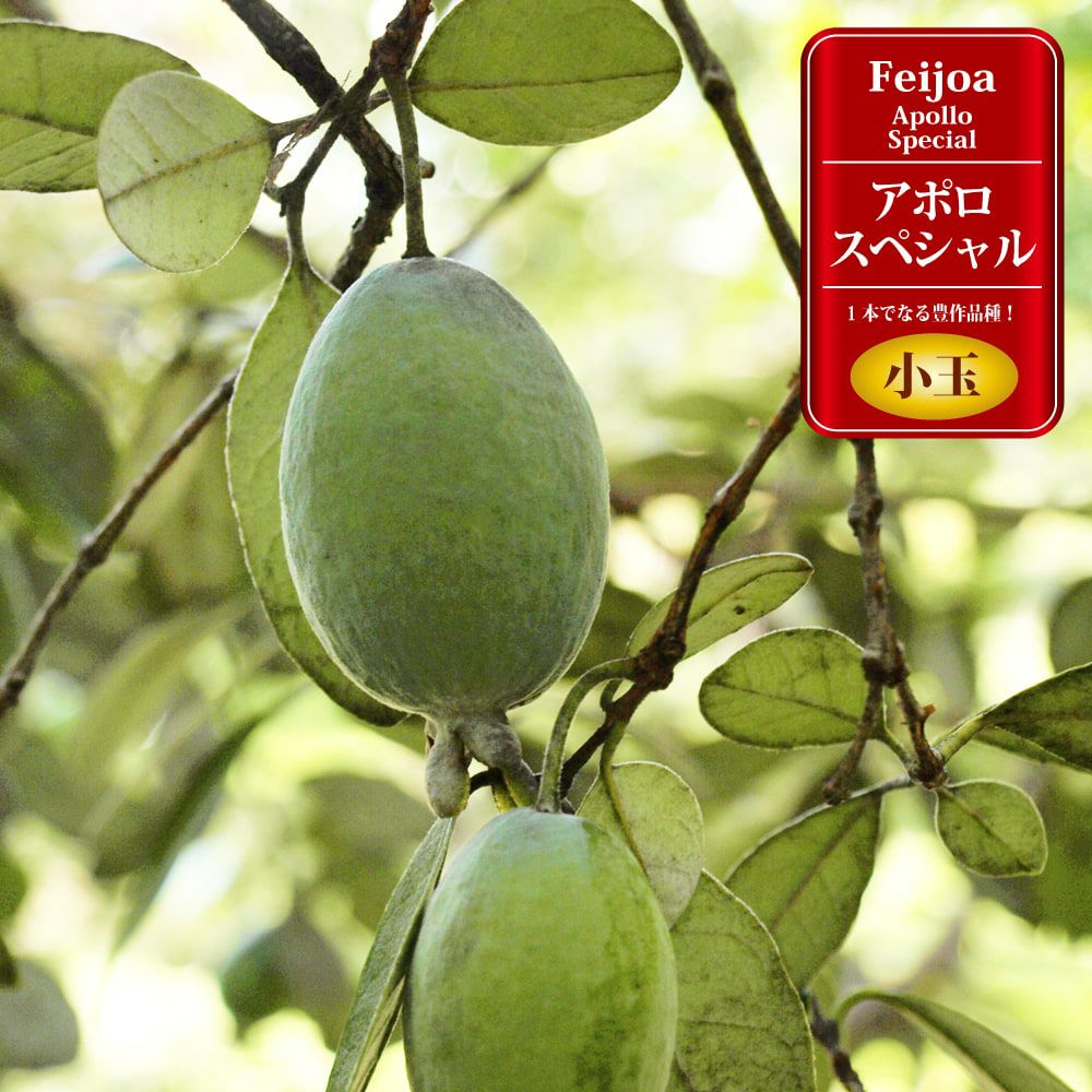 フェイジョア アポロスペシャル 苗 販売 苗木部 By 花ひろばオンライン