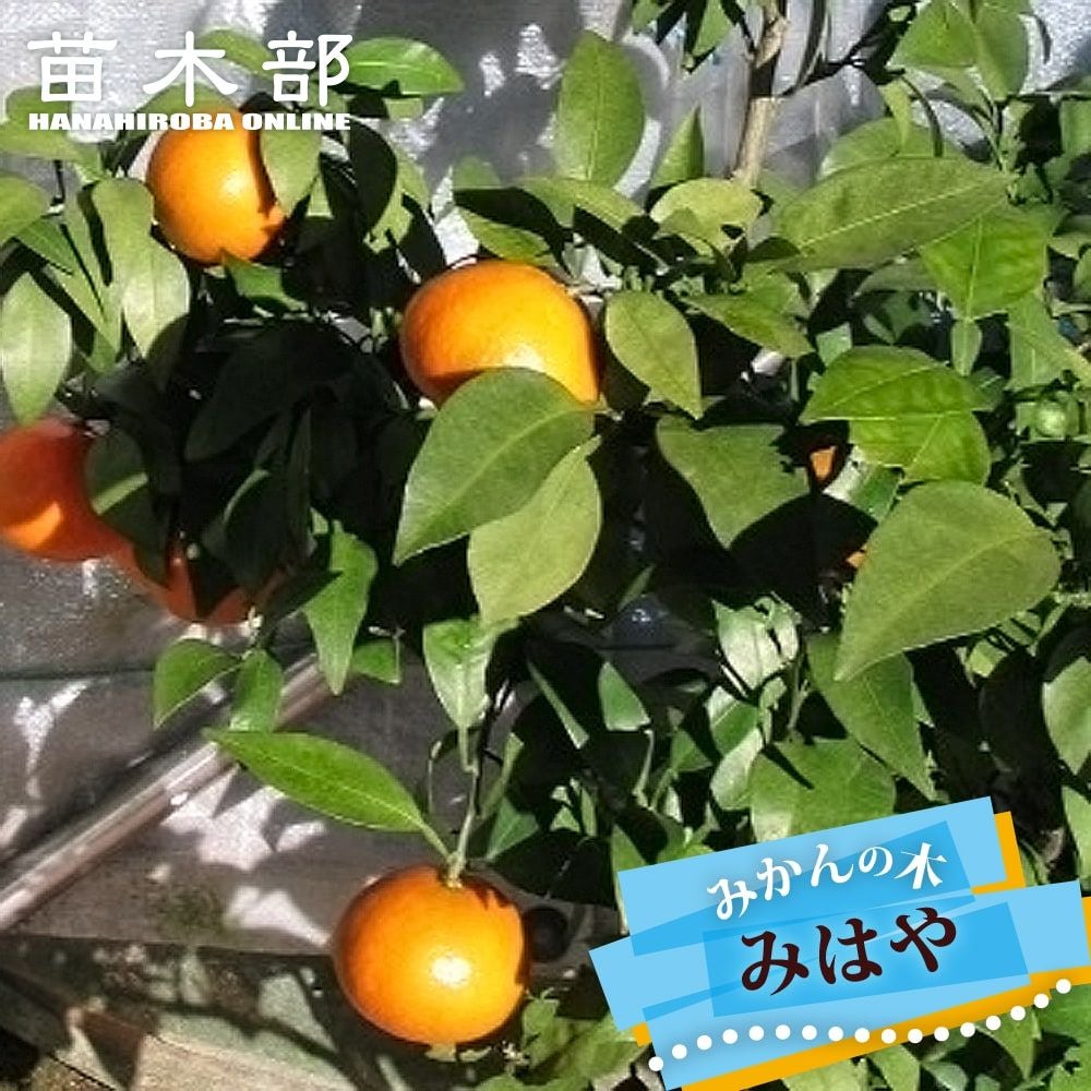 みかん苗木幻のみかん果樹苗木PVP8号ポット高さ約95cm4/23 実経験あり みはや 温州みかん 苗 通販 苗木部 By 花ひろばオンライン