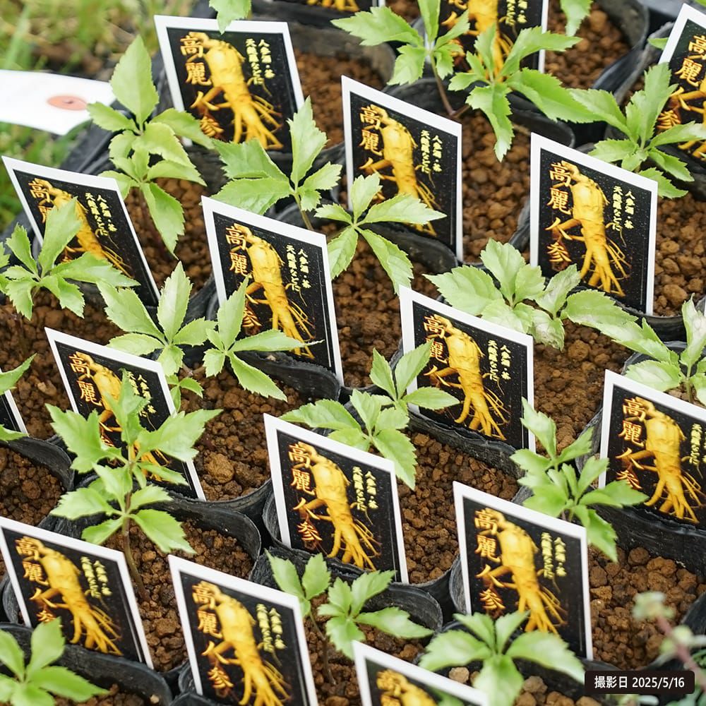 チョウセンニンジン木　苗木 チョウセンニンジン 苗 販売 苗木部 By 花ひろばオンライン