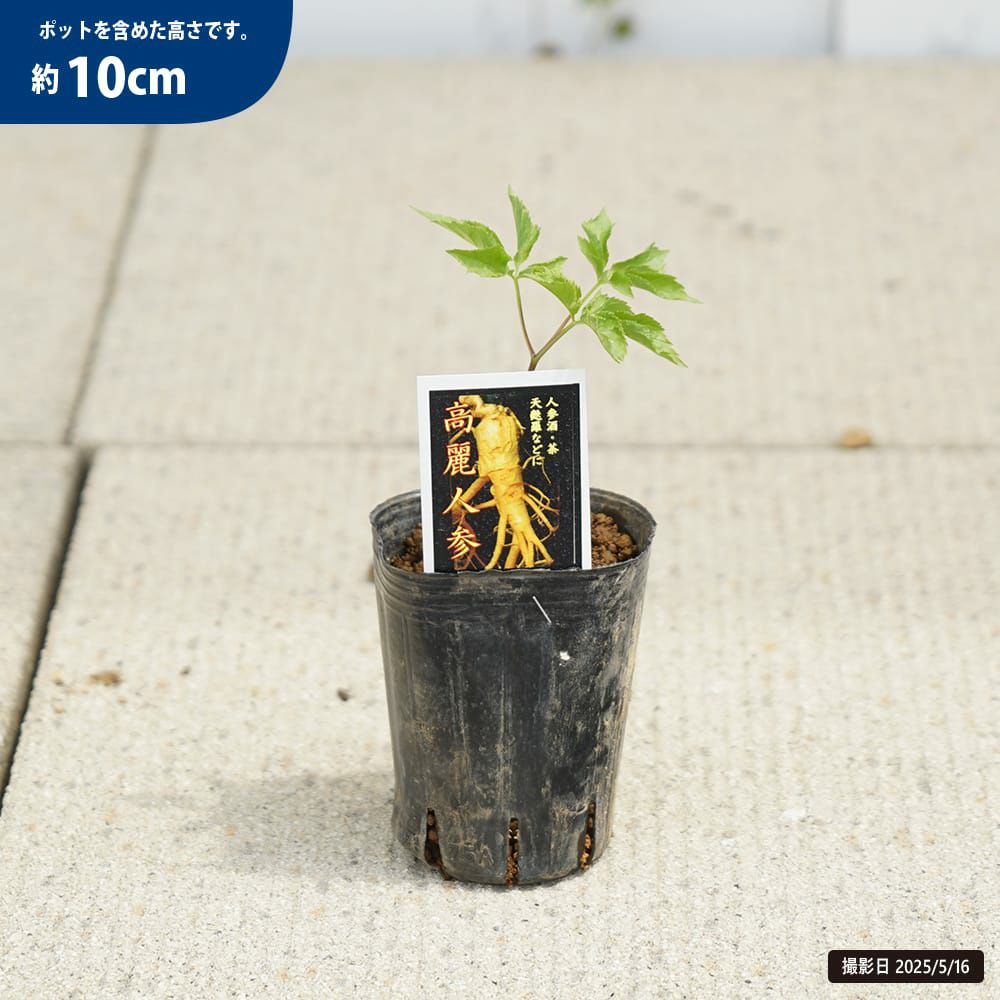 チョウセンニンジン 苗 販売 苗木部 By 花ひろばオンライン