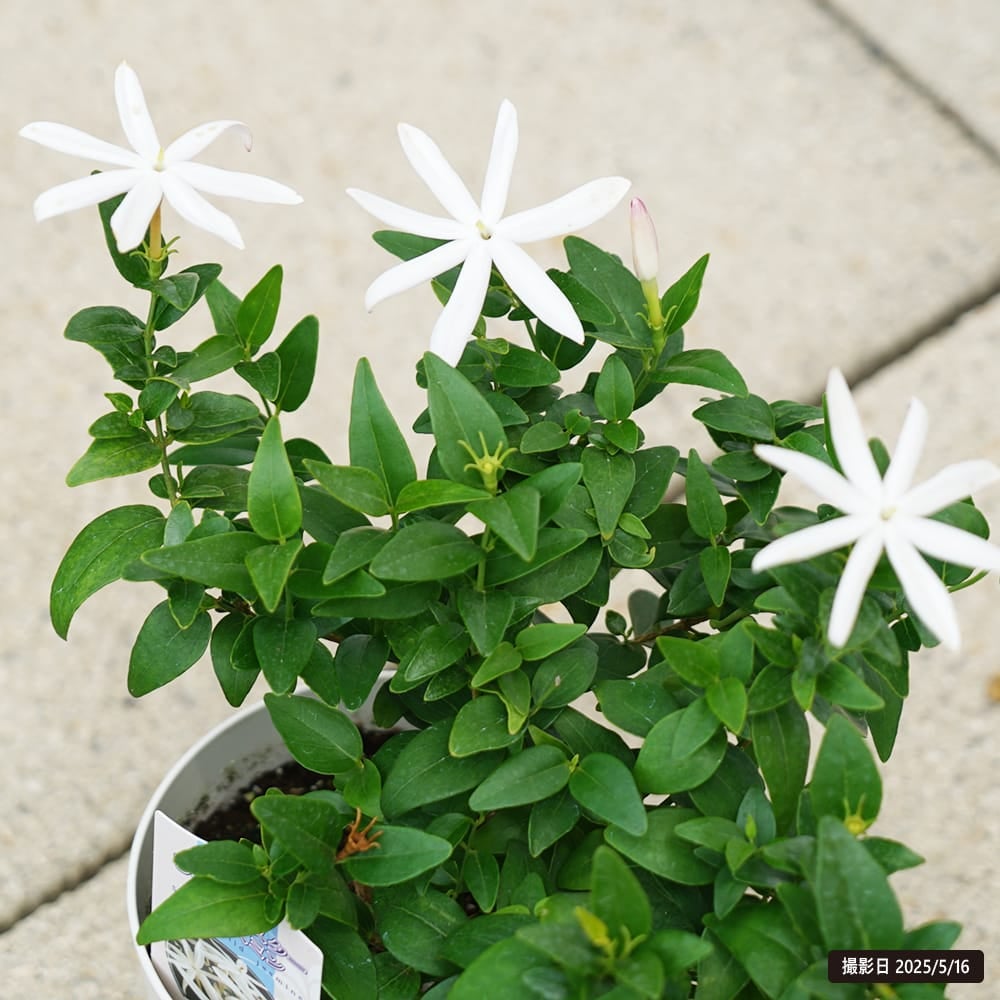 ジャスミン ワイルドスター 苗 販売 苗木部 By 花ひろばオンライン