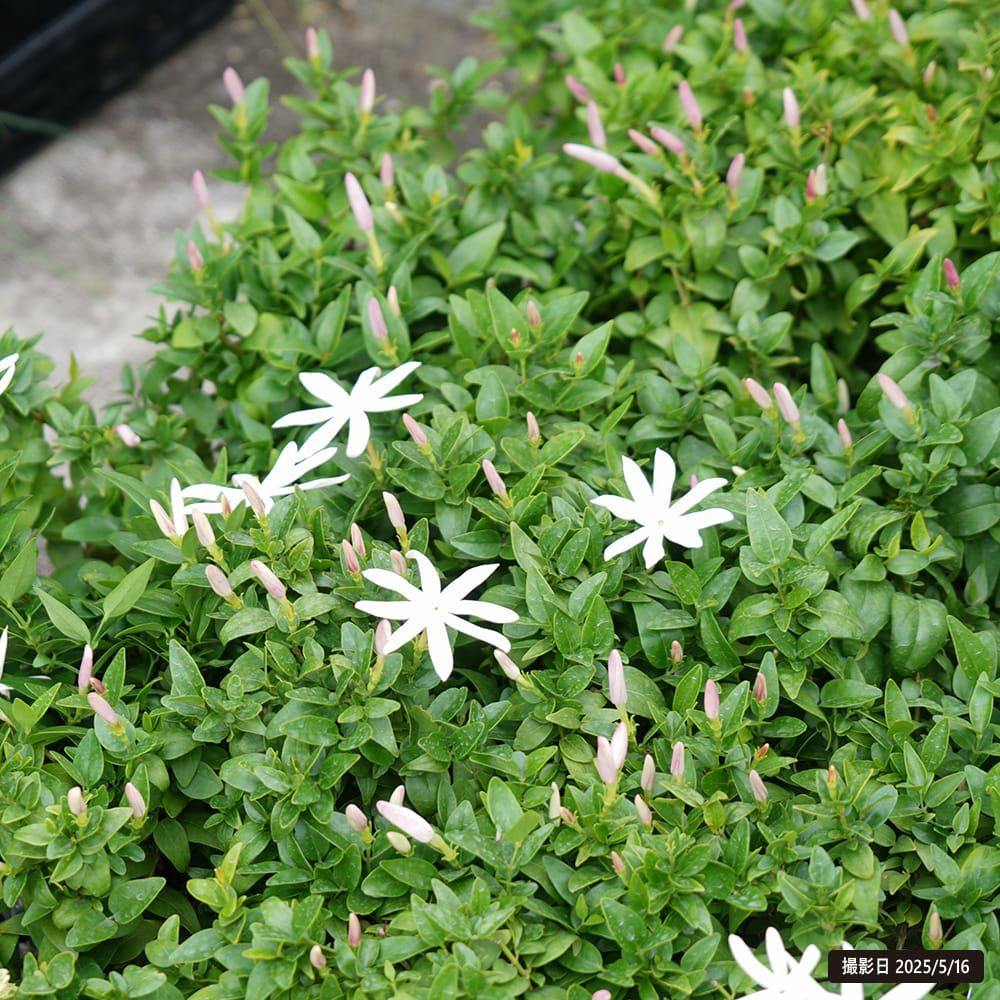 000000131261-03.jpg?size=l&w=