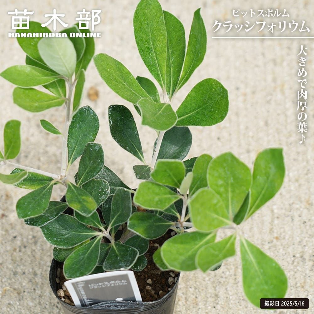 エリオステモン プロファッションの通販 苗木部 By 花ひろばオンライン