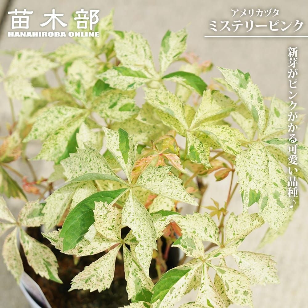 ブルーベリー サザンハイブッシュ系 オニール 苗 通販 苗木部 By 花