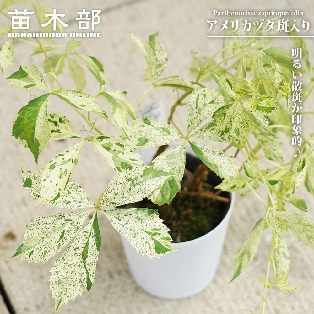 000000131269-01.jpg?size=l&w=