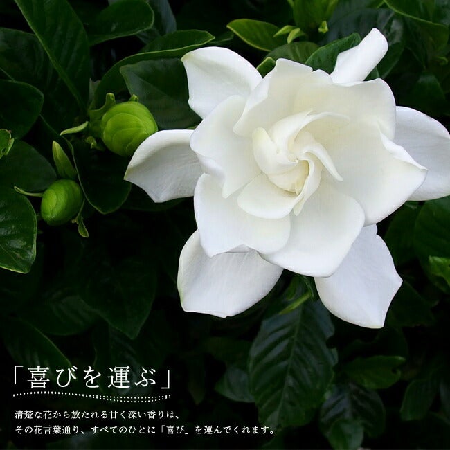 000000131270-01.jpg?size=l&w=