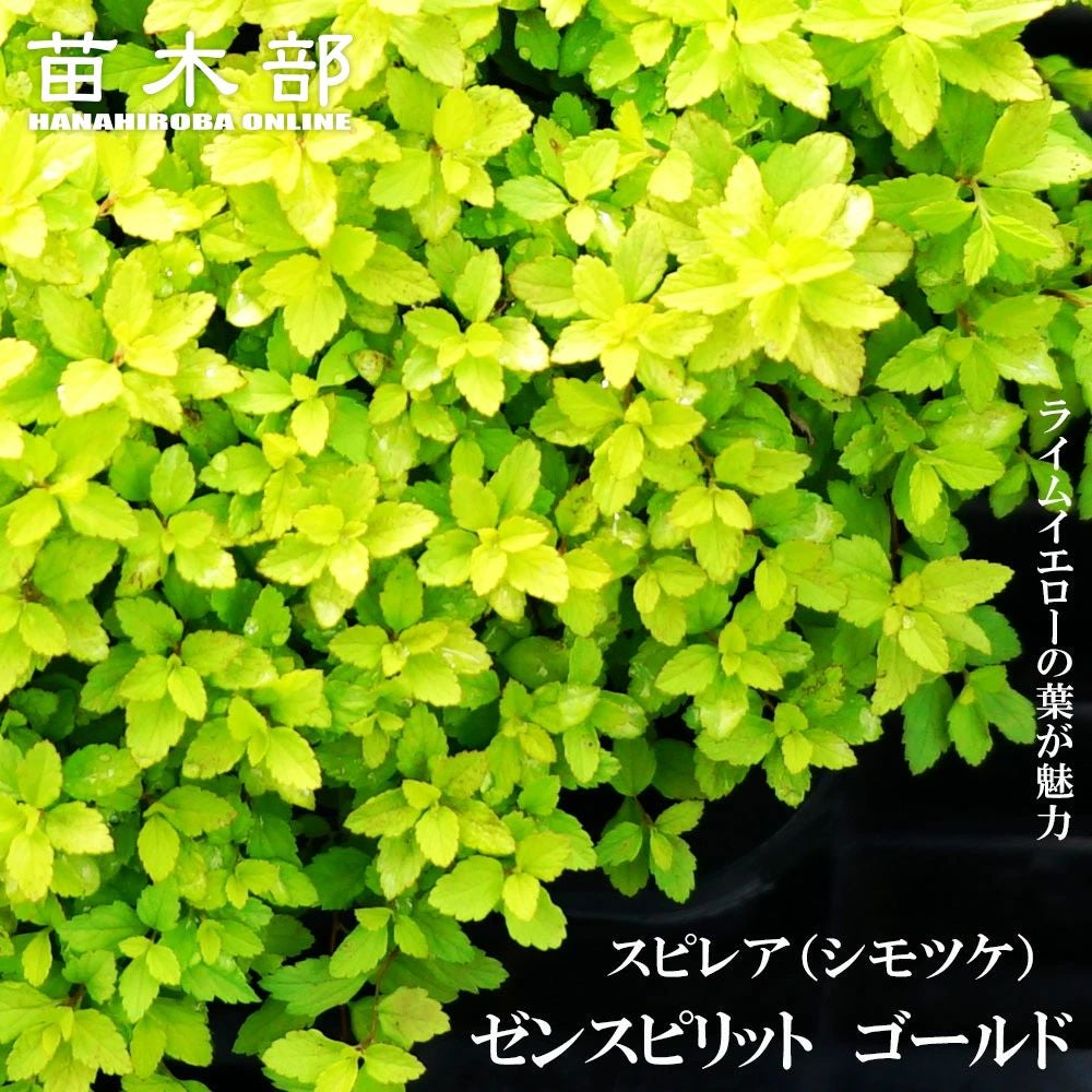000000131272-01.jpg?size=l&w=