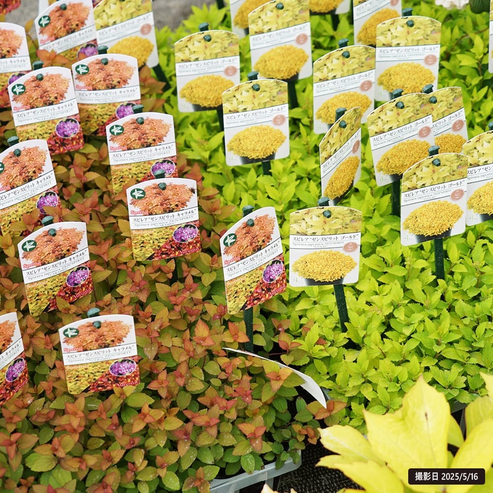 000000131274-07.jpg?size=l&w=