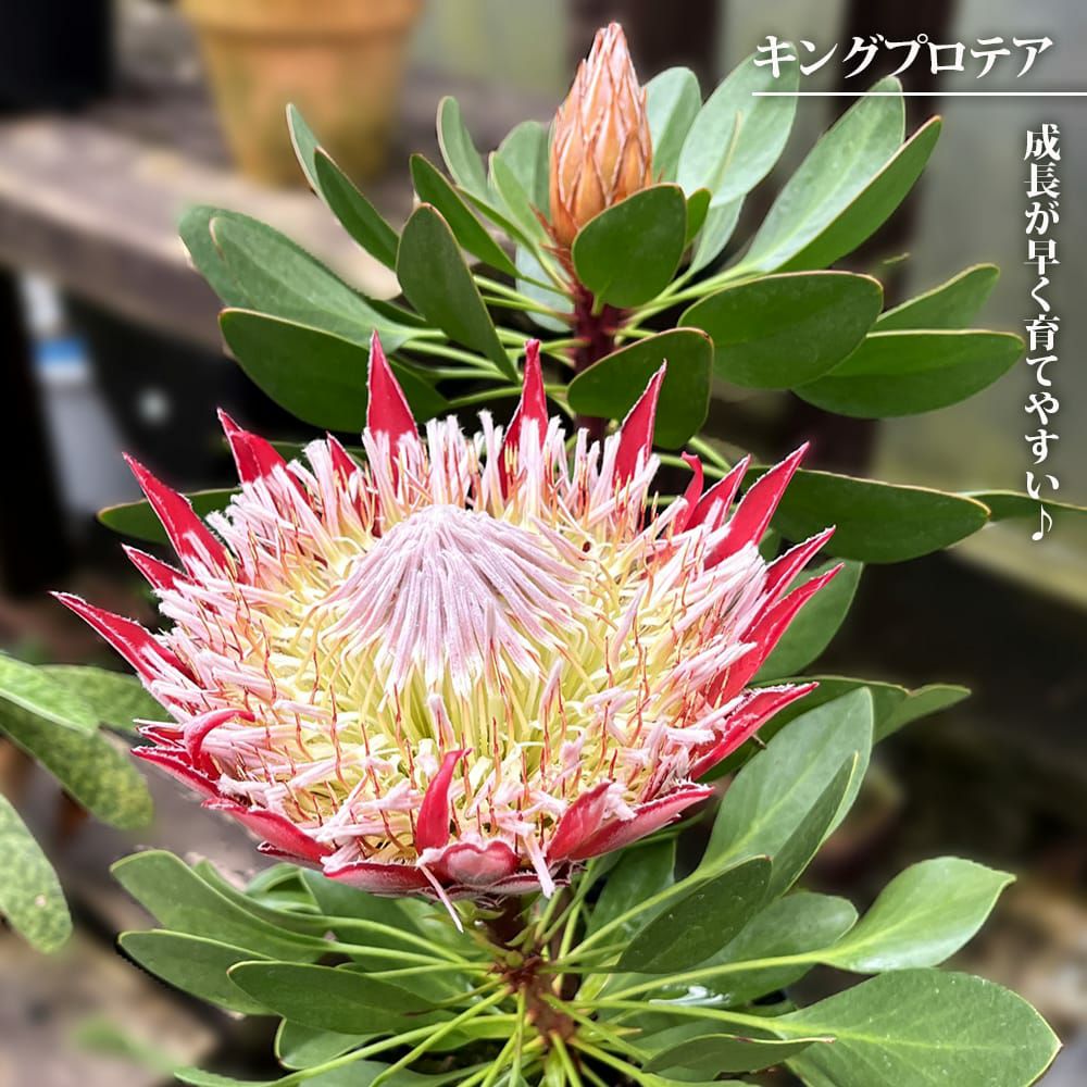 000000131275-01.jpg?size=m&w=