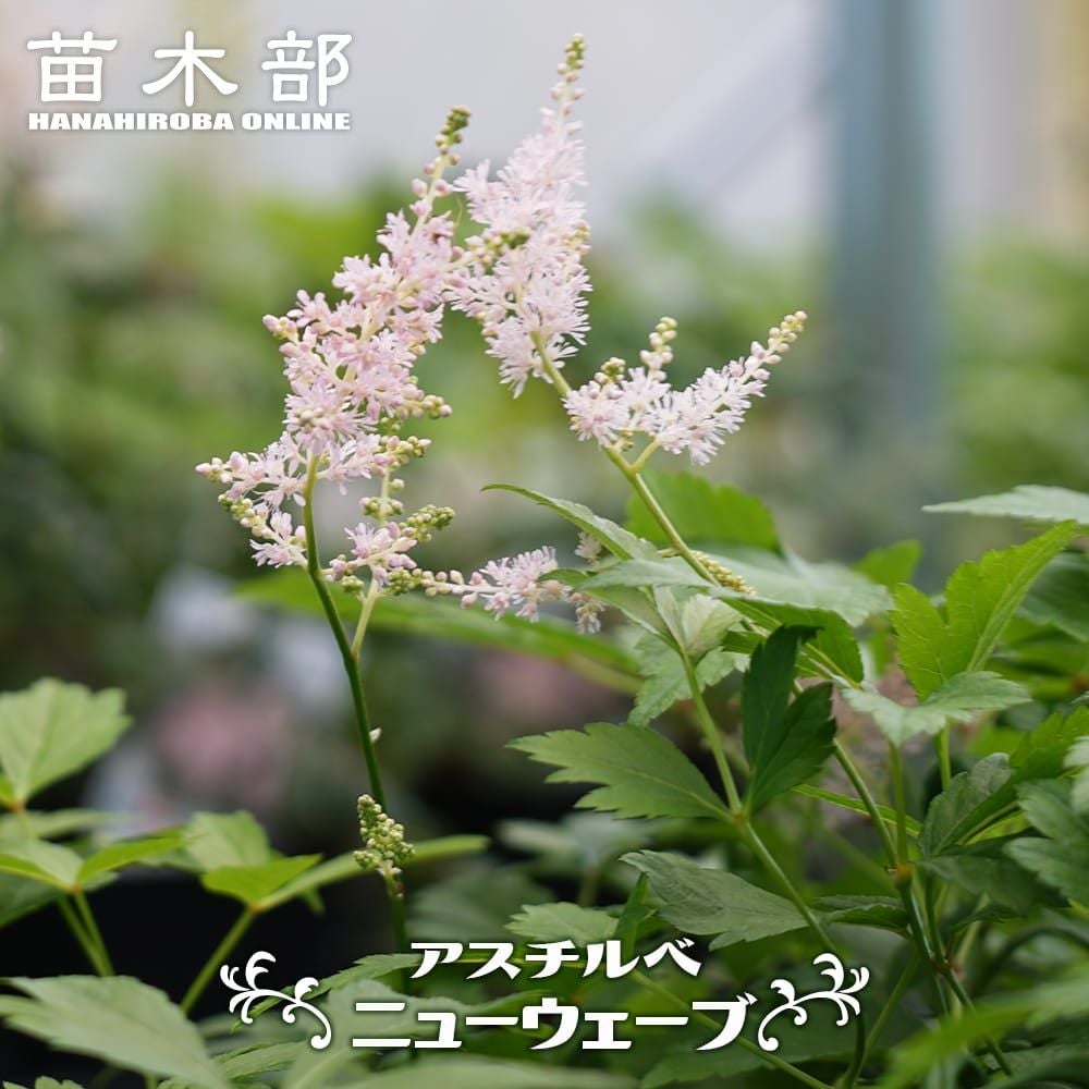 サワフジバカマ 苗 販売 苗木部 By 花ひろばオンライン