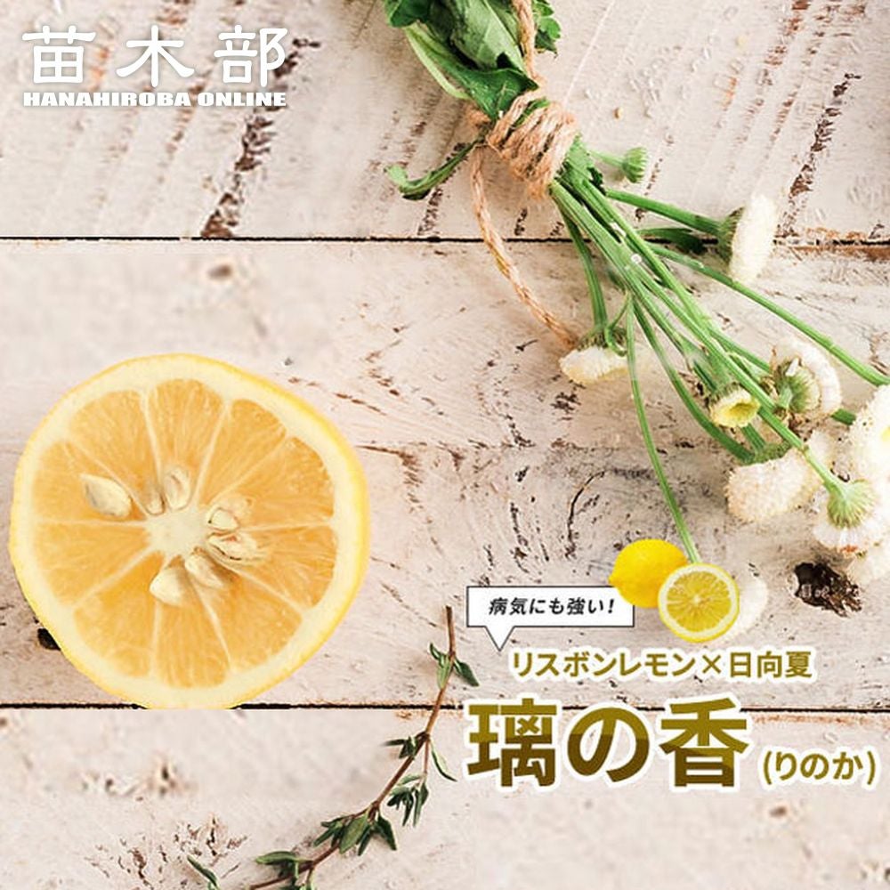 スイートレモネード レモン 苗 おすすめ 苗木部 By 花ひろばオンライン