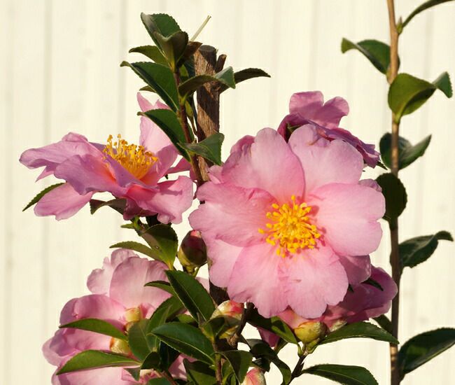 000000031457-05.jpg?size=l&w=