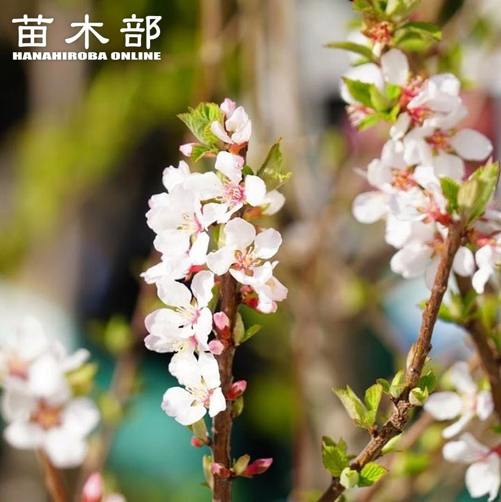 カカオ トリニタリオ種 イエロー 苗 販売 苗木部 By 花ひろばオンライン