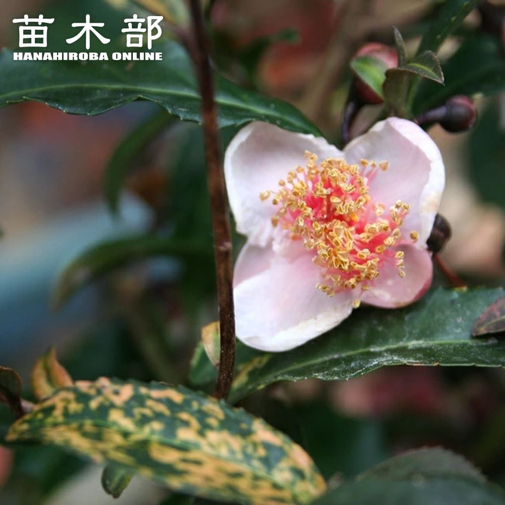 椿 加茂本阿弥 苗 販売 苗木部 By 花ひろばオンライン