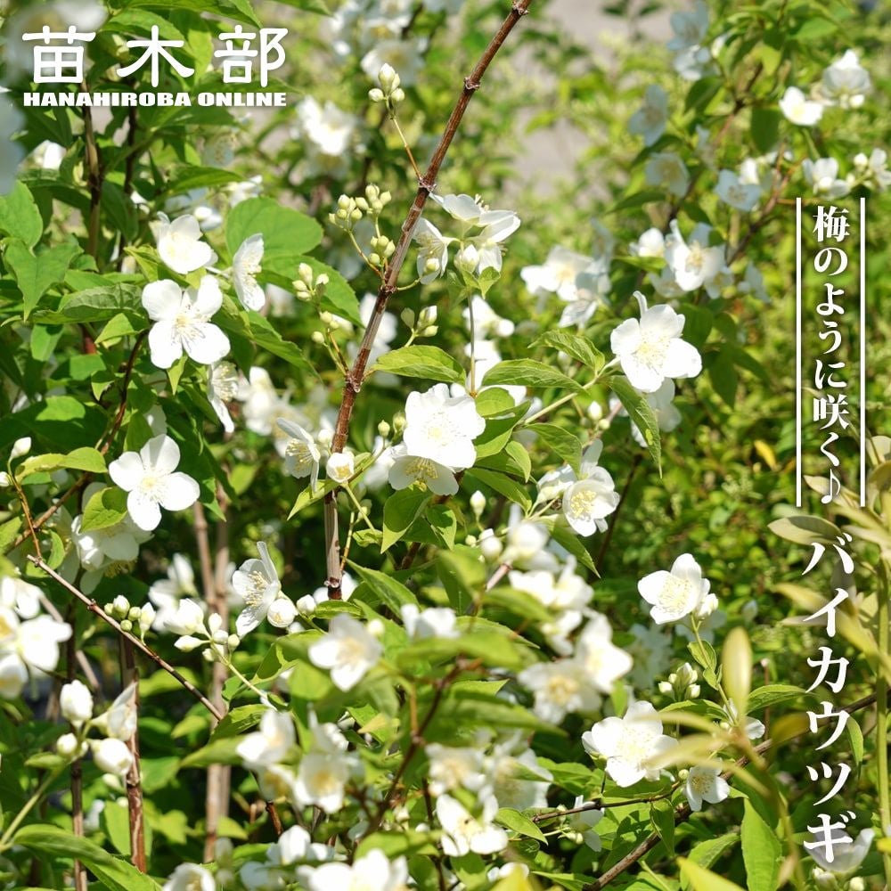 000000131407-01.jpg?size=m&w=