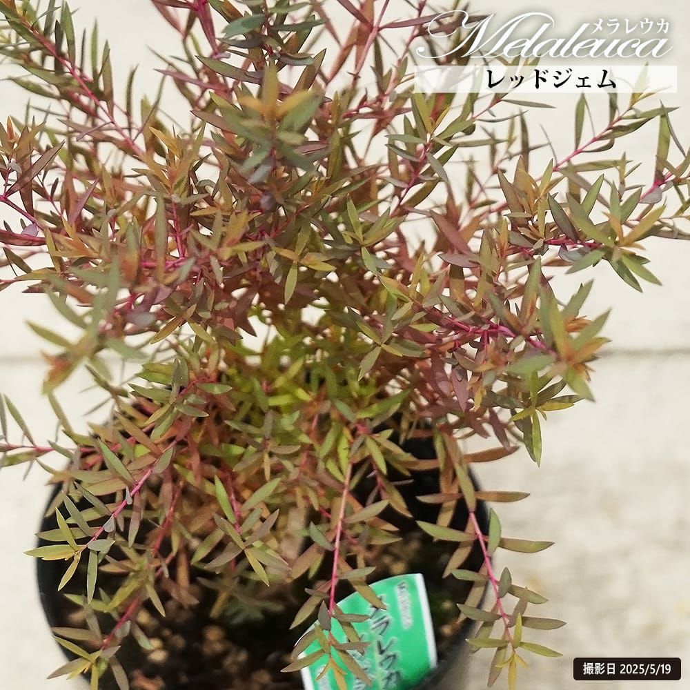 000000131408-01.jpg?size=l&w=