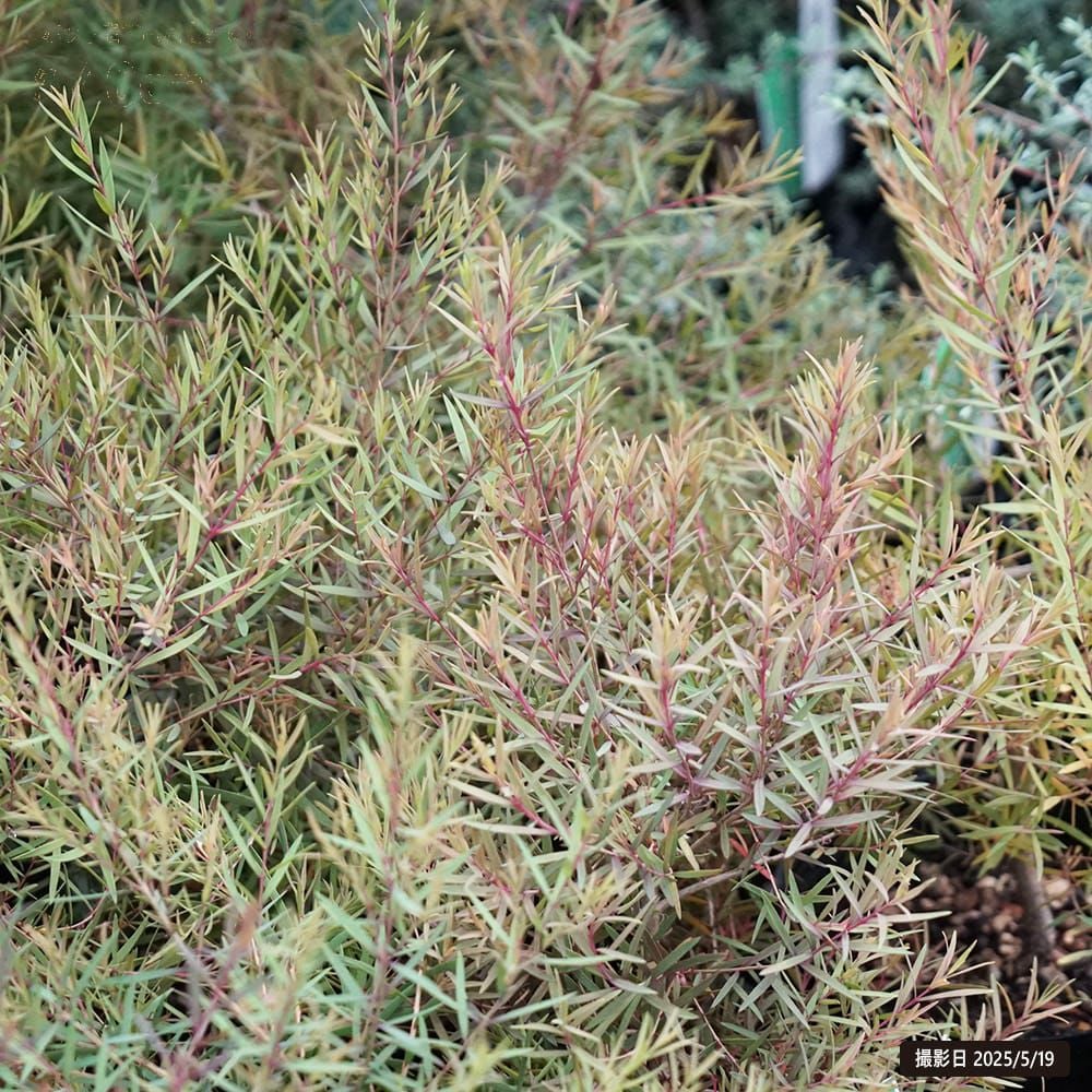 メラレウカ スノーインサマー 苗 通販 苗木部 By 花ひろばオンライン