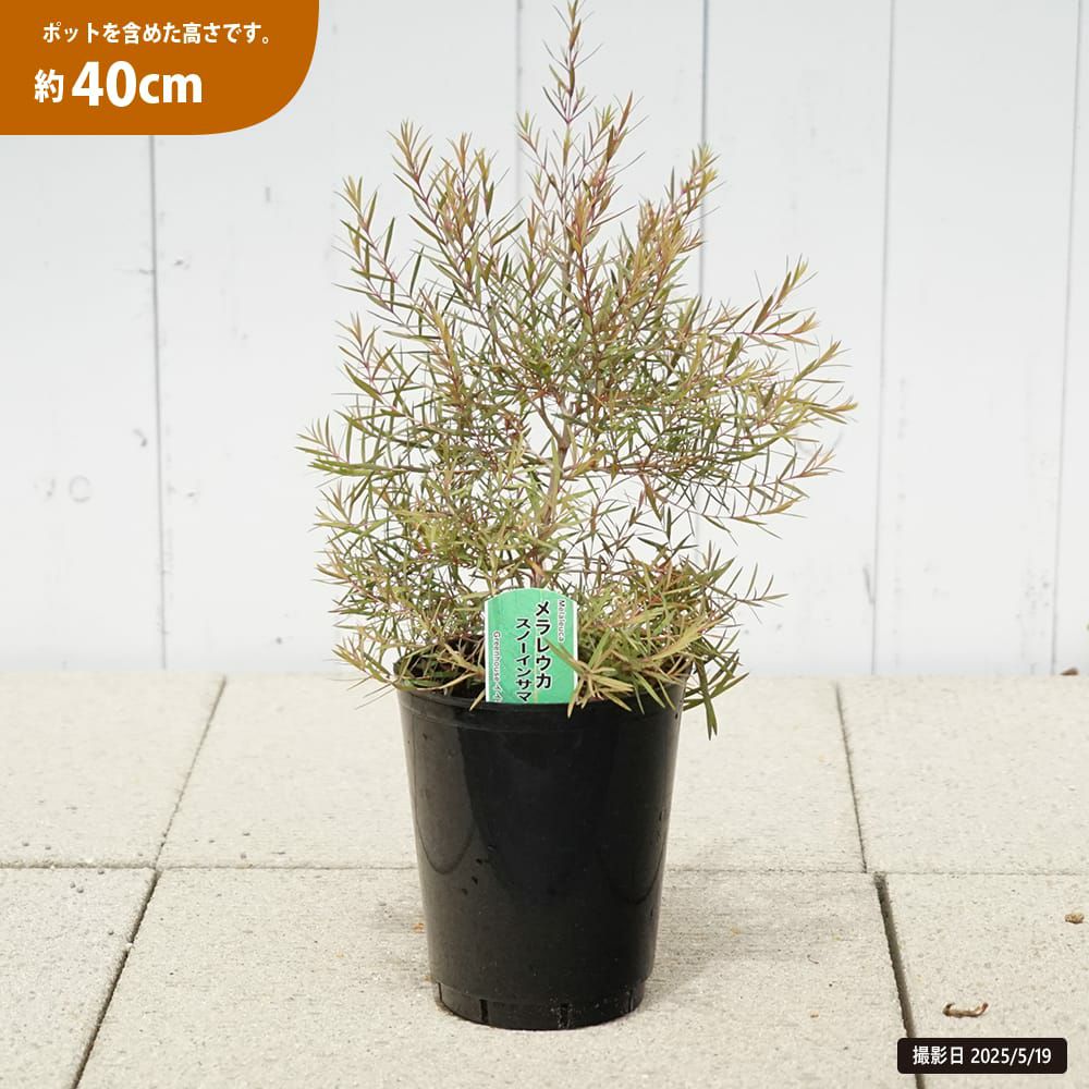 000000131410-04.jpg?size=l&w=