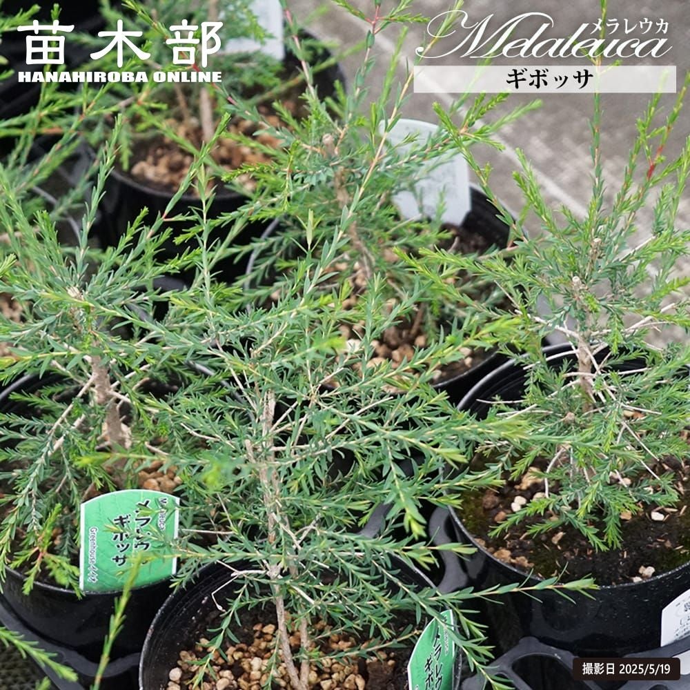 メラレウカ ギボッサ 苗 販売 苗木部 By 花ひろばオンライン