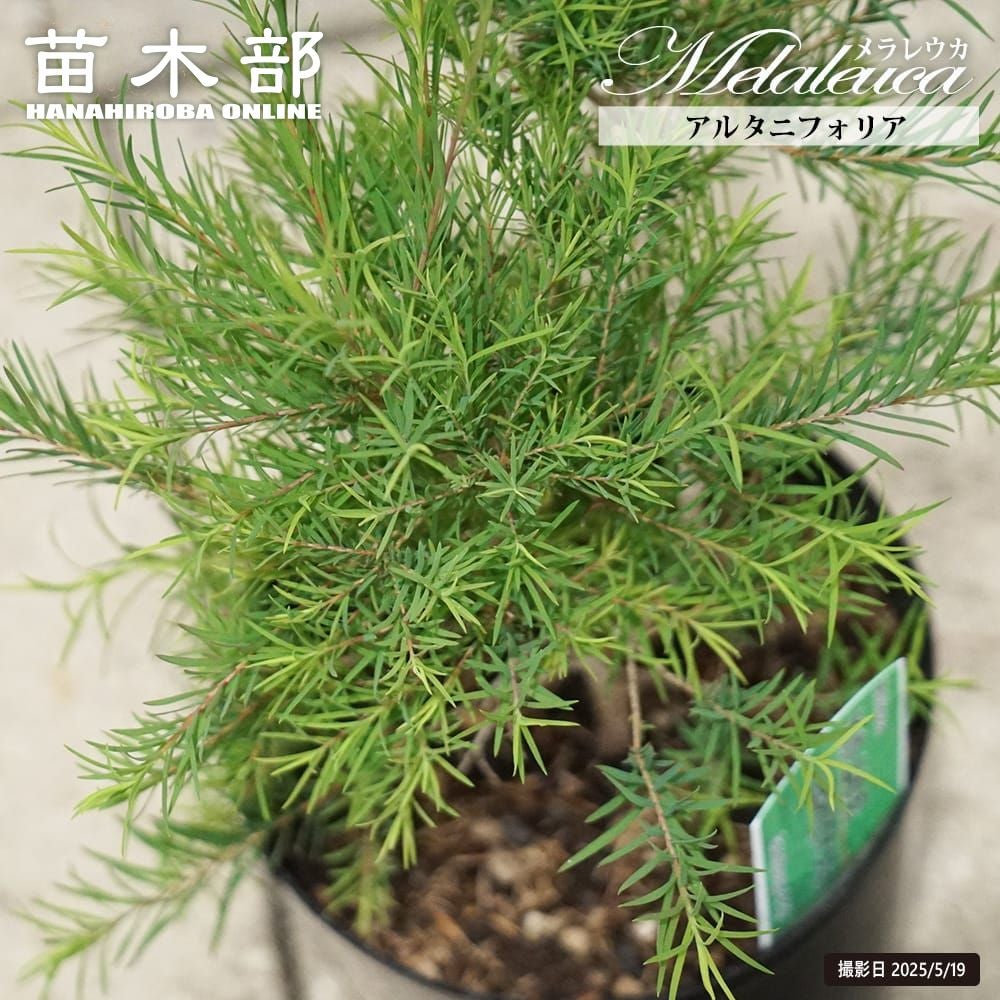 メラレウカ スノーインサマー 苗 販売 苗木部 By 花ひろばオンライン